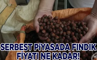 Serbest Piyasada Fındık Fiyatları Randımana Bağlı Olarak Düşüyor
