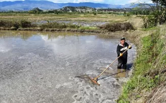 Sinop’ta 16 bin dekar alanda çeltik ekimine başlandı