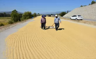 Sinop’ta çeltik hasadına başlandı