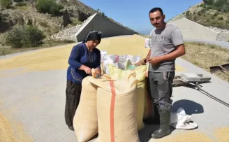 Sinop'ta çeltik hasadına başlandı