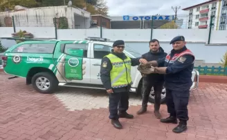 Sinop'ta jandarma tarafından yaralı bulunan şahin tedaviye alındı