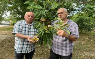 Sinop’ta “kestane gal arısı“ kestane ve bal üretimini tehlikeye düşürüyor