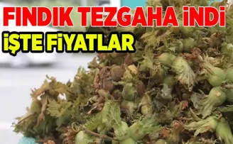 Taze fındık tezgaha indi! İşte fiyatlar...
