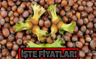 Taze fındık tezgaha indi! İşte fiyatlar...