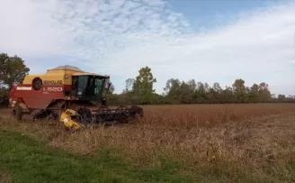 Terme'de 4 bin ton soya fasulyesi yetiştirilmesi bekleniyor