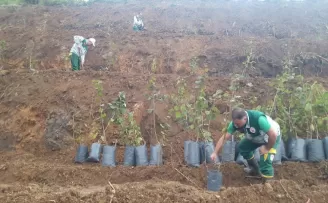 Terme Örnek Fındık Bahçeleri Projesi devam ediyor
