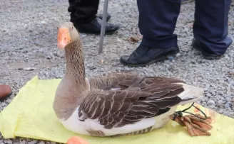 Tirit sezonuyla birlikte Havza'da kaz satışları başladı