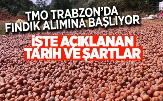TMO, fındık alımlarına başlıyor! İşte tarih...