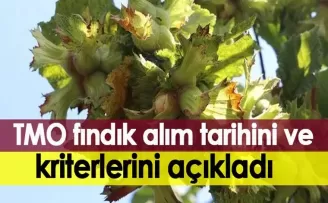   TMO kabuklu fındık alım tarihini ve kriterlerini açıkladı
