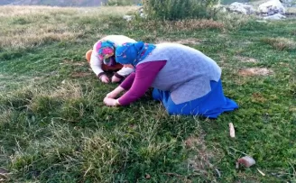 Tokat’ta 1700 rakımlı yaylalardan toplanan madımak sofralardaki yerini aldı