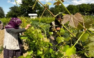 Tokat’ta coğrafi işaretli asma yaprağının hasadı başladı