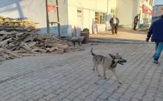 Tokat'ta “Toprak“ köpek temizlik işçilerine mesai arkadaşlığı yapıyor