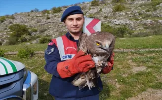 Tokat’ta yaralı bulunan yılan kartalı tedavi altına alındı