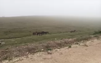 Tokat'ta yılkı atları görüldü
