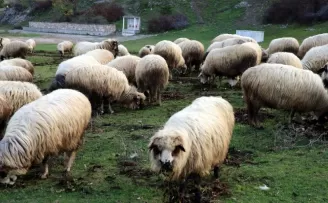Tokat'tan Türkiye'ye yayılan proje ile kentteki hayvan varlığı ikiye katlandı