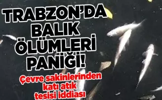 Trabzon’da balık ölümleri paniği!