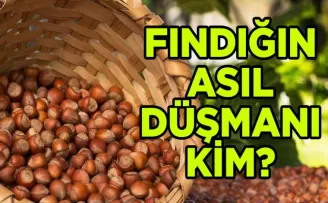Trabzon’da Fındığın Asıl Düşmanı Bakın Aslında Kim?