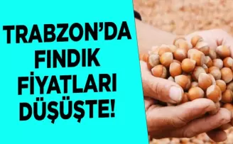 Trabzon’da fındık fiyatları düşüşte! İşte güncel fındık fiyatı