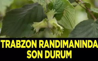 Trabzon’da fındık randımanında son durum