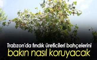 Trabzon’da fındık üreticileri bahçelerini böyle koruyacak