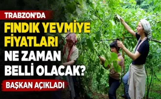 Trabzon’da fındık yevmiye fiyatları ne zaman belli olacak? Başkan açıkladı