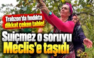 Trabzon’da fındıkta dikkat çeken tablo! Suiçmez o soruyu Meclis’e taşıdı