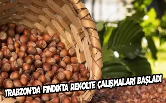 Trabzon’da fındıkta rekolte tespit çalışmaları başladı!