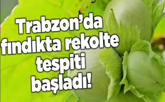 Trabzon’da fındıkta rekolte tespiti başladı