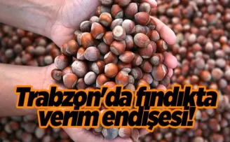 Trabzon’da fındıkta verim endişesi!