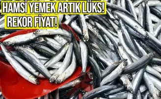 Trabzon'da hamsi yemek artık lüks olacak!