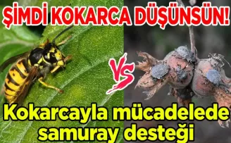 Trabzon’da kokarcayla mücadelede samuray desteği