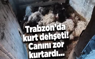 Trabzon’da kurt dehşeti! Canını zor kurtardı…