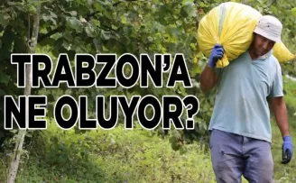Trabzon’da Yaşam Maliyetleri ve Fındık Yevmiyeleri Şehirler Arası Farklar