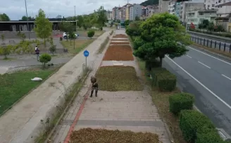 Trabzon, Ordu ve Giresun’da fındık hasadına başlandı