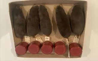 Türkiye’de köstebek familyasının alt türü belirlendi