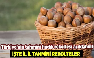 Türkiye’nin tahmini fındık rekoltesi açıklandı!