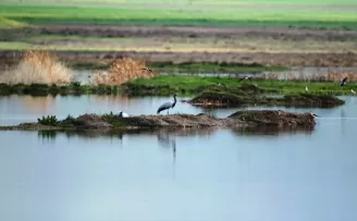 Türkülere konu olan telli turnalar Amasya’da görüntülendi