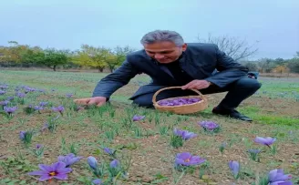 TÜRSAB Başkanı Bağlıkaya, Karabük'te safran hasadı yaptı
