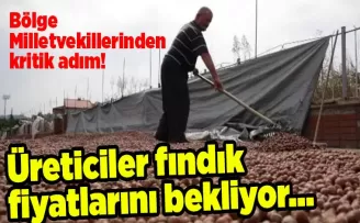 Üreticiler fındık fiyatlarını bekliyor… Bölge Milletvekillerinden kritik adım!