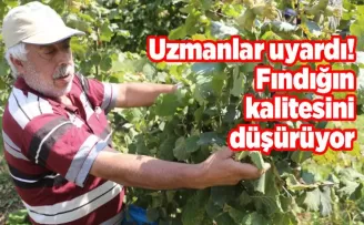 Uzmanlar uyardı! Fındığın kalitesini düşürüyor