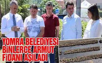 YOMRA BELEDİYESİ BİNLERCE ARMUT FİDANI AŞILADI