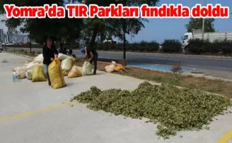 Yomra’da TIR Parkları fındıkla doldu