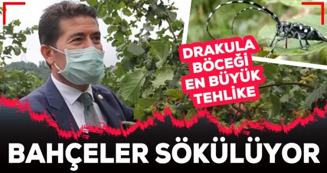 5 bin dönüm fındıklık sökülüyor