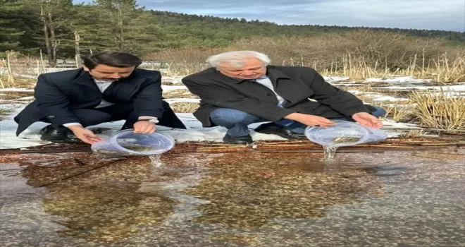 Abant Gölü’ne 3 bin 500 Abant alası yavrusu bırakıldı