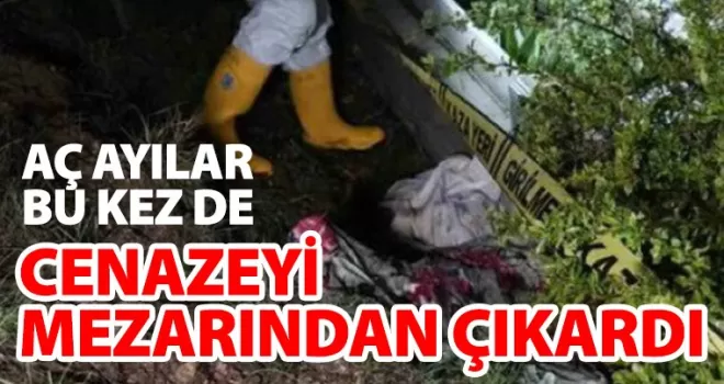 Aç ayılar bu kez cenazeyi mezarından çıkarttı!