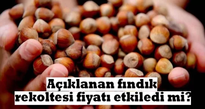 Açıklanan fındık rekoltesi fiyatı etkilemedi