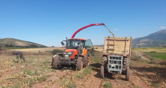 Almus ilçesinde mısır silajı hasadına başlandı