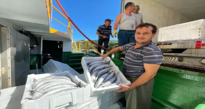 Amasra'da balıkçılar, limana palamut dolu kasalarla döndü