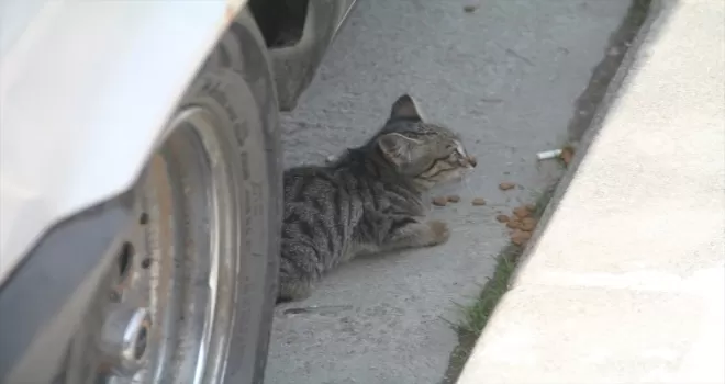Amasya’da aracın motor bölümüne giren kedi mama verilerek çıkarıldı
