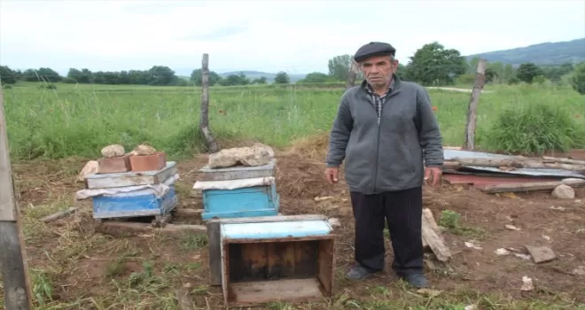 Amasya’da ayı ve yavruları arı kovanlarına zarar verdi